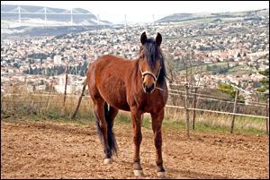 Quiz Galop 3