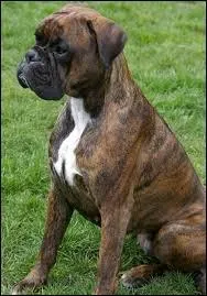 Quelle est la couleur de son poil ? (robe)