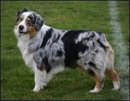 Quelle est cette race ?