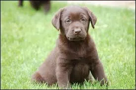 Quelle est sa couleur de poils (sa robe) ?