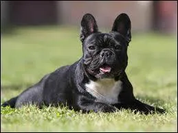 Quelle est cette race ?