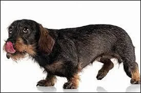 Quelle est cette race ?