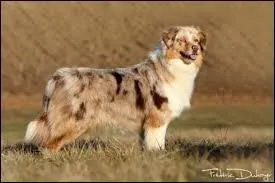 Quelle est la couleur de son poil ? (robe)