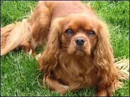 Quelle est la couleur de son poil ? (robe)