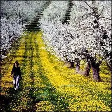 Langue franaise - Qu'est-ce qu'un bonnier (ou bonier) ?