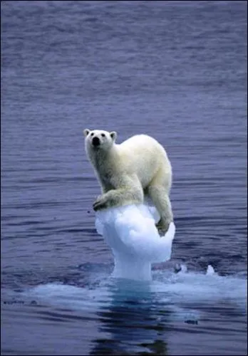 Nature - O trouve-t-on la majorit des ours blancs ?