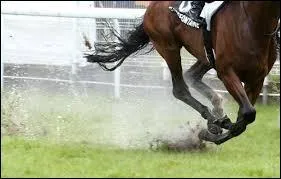 Citez une marque d'quitation :