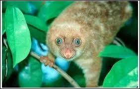 Ce marsupial omnivore et nocturne saute d'arbre en arbre. Qui est-il ?
