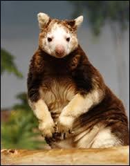 Qui est ce marsupial ?