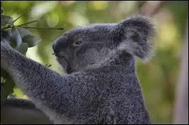 De quoi se nourrissent exclusivement les koalas ?