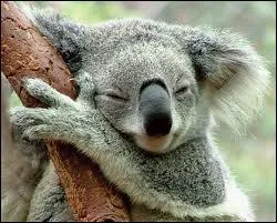 Quel effet cette alimentation a sur lui ?