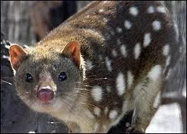 Quel est le nom de ce marsupial arboricole et carnivore ?