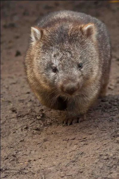 Qui est ce marsupial qui creuse des galeries trs profondes (jusqu' 10 mtres de profondeur) ?