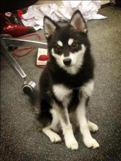 Qui a un chien qui s'appelle Loki ?