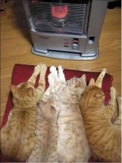 C'est Dave Barry qui a dit : Les chiens ont des matres, les chats ont des serviteurs !