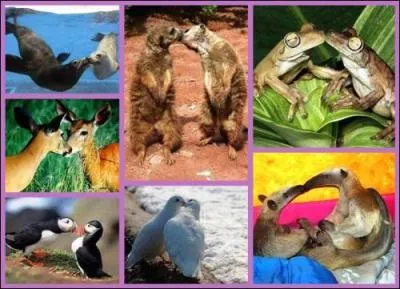 Sur cette photo, en bas  droite, on peut voir deux tapirs qui se font des mamours !