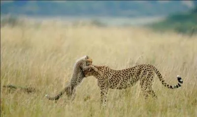 Sur une courte distance, le gupard est l'animal le plus rapide au monde !