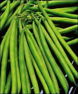 Le haricot est un ...