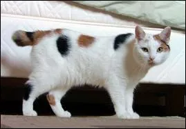 Les Manx (race de chats) naissent sans queue.