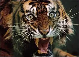 Les moustaches des flins ne servent  rien. On peut donc couper les moustaches des chats.