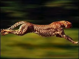 Un gupard peut courir jusqu' 110km/h.