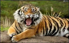 Le tigre est souvent chass pour sa fourrure.
