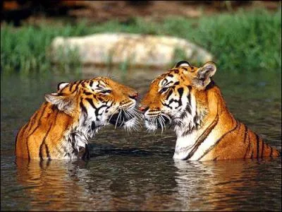 Les tigres aiment l'eau.