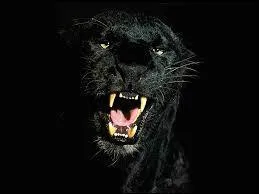 Les lopards sont aussi appels panthres.