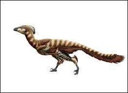 Le troodon est dans les ...