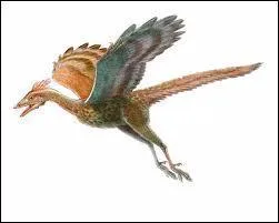 L'archoptryx a vcu il y a ...