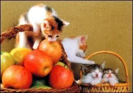 Ils sont   croquer  ! Dans la Bible, le fruit dfendu qui est mentionn dans le livre de la Gense est une pomme :