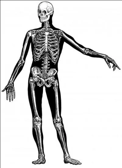 Le Grand Pirate Dor  est mort  la fin.