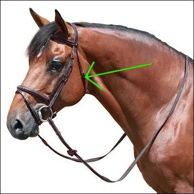 Quelle partie du filet est montre sur la photo ?