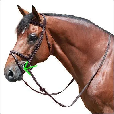 Quelle partie du filet est montre sur la photo ?