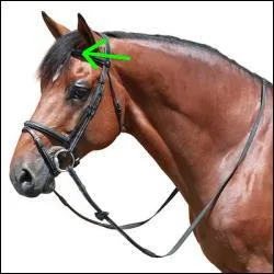 Quelle partie du filet est montre sur la photo ?