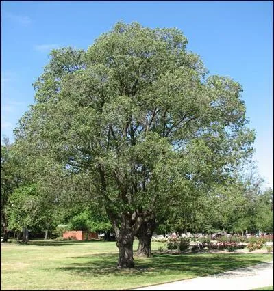 Quel est cet arbre ?