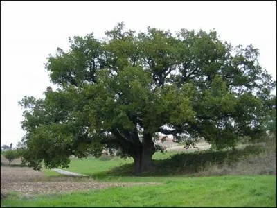 Quel est cet arbre ?