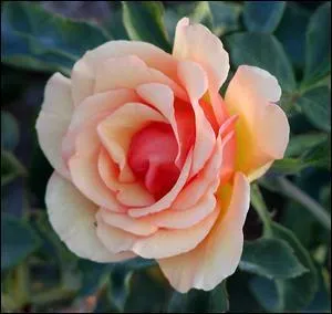 Quelle est cette fleur ?