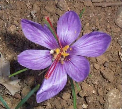 Quelle est cette fleur ?