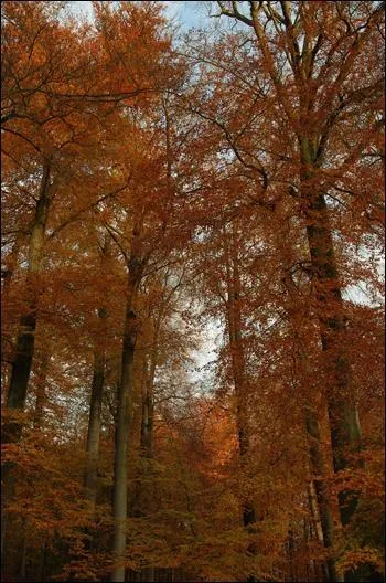 Quel est cet arbre ?
