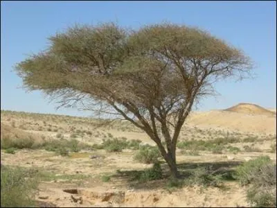 Quel est cet arbre ?