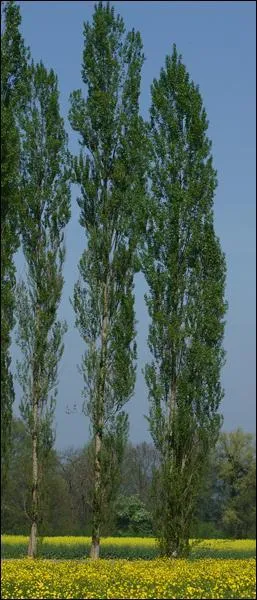 Quel est cet arbre ?