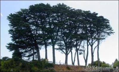 Quel est cet arbre ?