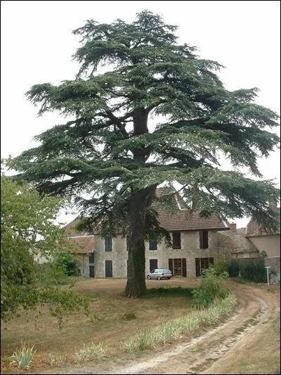 Quel est cet arbre ?