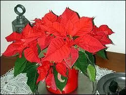 Quel est le nom de l'Etoile de Nol ?