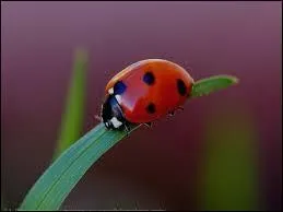 Comment surnomme-t-on la coccinelle ?