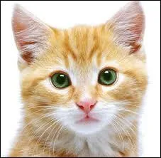 Quel est cet animal ?