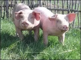 Quel est cet animal ?