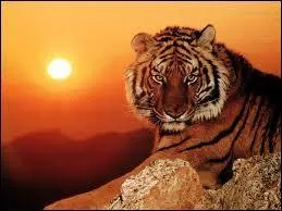 Quel est cet animal ?