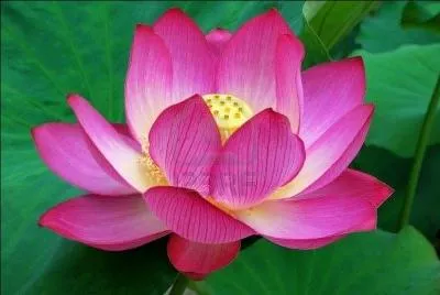  certains regardent la vase au fond de l'tang, d'autres contemplent la fleur de lotus  la surface de l'eau. Il s'agit d'un choix.  